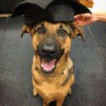 canine-rehab-graduate-2-min