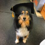 canine-rehab-graduate-3-min