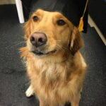 canine-rehab-graduate-4-min