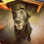 canine-rehab-graduate-5-min